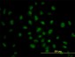 PRKAA1 Antibody (monoclonal) (M03)